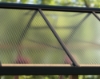 Imagine Canopia Natura 8x22m Seră din lemn de cedru / Policarbonat - Structură din lemn de cedru & panouri de acoperiș Twinwall & panouri de perete clare